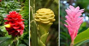 Paul sandoval in game assets, resources. Types Of Ginger Root And Ornamental Ginger Plants With Pictures