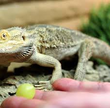Egal ob hund, katze oder maus: Tierhaltung Exotische Tiere Erleben Oft Kein Happy End Welt