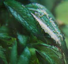 Koi fish eggs and the first days of life — koi story. The Basics Of Koi Fish Breeding Part Ii Koi Story