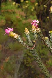 Image result for Penaeaceae