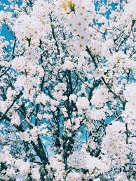 Pin By Ï½ Ï½ Ï½ Ï½ Ï½ Ï½ Ï½ On Wallpapers Pretty Flowers Flower Aesthetic White Flowers