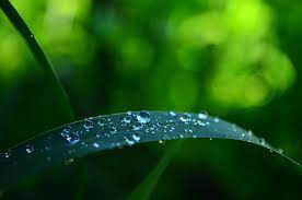 Macro After Rain Photography Print Wall Decor Framed Unframed Https Etsy Me 2q54ddw Art Ets Rain Photography Nature Photography Rain Nature Photography