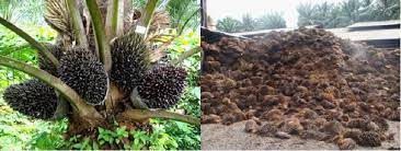 Israel is an empty vine, he bringeth forth fruit unto himself; Conversion Of Oil Palm Empty Fruit Bunch To Biofuels Intechopen