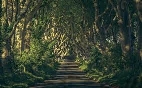Deep Woods Road Plants Grass 620x388 Jpg 620 388 Dark Hedges Nature Aesthetic Grass Wallpaper