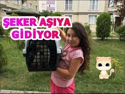 Kedimin Ilk Dr Kontrolu Dr Onemli Bilgiler Verdi Kedi Yikanir Mi Parazit Nedir Youtube