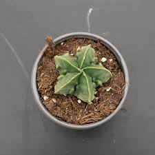 Image result for Chlorophytum nubicum