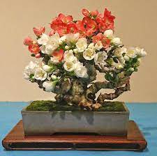 I am in the process of organizing photos for my upcoming season of garden. New Year New Day New Bonsai Essentials In 2021 Bonsai Seeds Bonsai Bonsai Flower