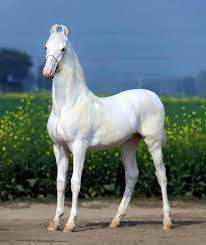 Maybe you would like to learn more about one of these? Whitehorse Beautifulhorse Horses Rare Horses Rare Horse Breeds