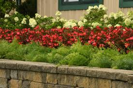 Image result for A. densiflorus Sprengeri