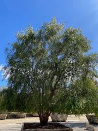 Image result for Schinus molle