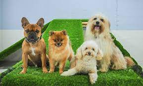 Assessment of pet & owners needs. Tail Waggin Pet Spa From Aed 59 Dubai Groupon