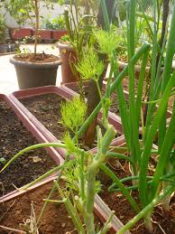 The soil should be well drained, and because dill can grow to a height of two or three feet, consider what you. Growing Dill Or Shepu In Mumbai Mumbai Farmer