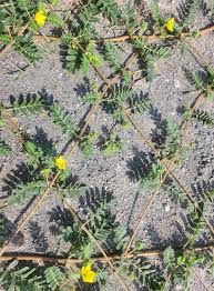 Image result for Craterostigma nummulariifolium