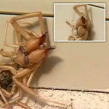 Scorpions can go several months at a time without eating. Terrifying Half Spider Half Scorpion Creature That Eats Birds Filmed Inside Family Home Daily Star