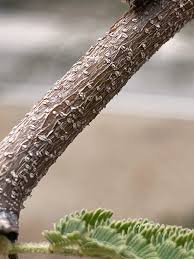 Image result for Acacia kirkii