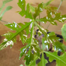 Image result for Cussonia natalensis