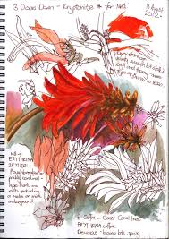 Gillian Cook Flower A Day Day 15 Botanical Painting Sketch Book Botanical Sketchbook