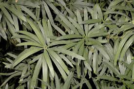Image result for Podocarpus milanjianus