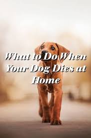 Audrey Baker What To Do When Your Dog Dies At Home In 2020
