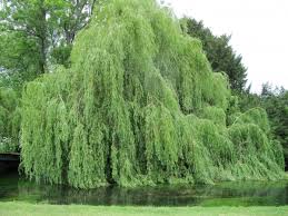 You should plant the tree so that the roots will be able to extend fully before reaching the water. Cool Australian Weeping Willow Bonsai Pink Wool