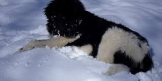 Newfoundland dog breeders, bearbrook newfoundlands, blackbeary kennels, blueberryhills of california, coal valley kennel, elite newfoundlands akc registered newfoundland puppies. Newfoundland Puppy For Sale Adoption Rescue For Sale In Smyrna New York Classified Americanlisted Com