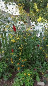 See full list on florgeous.com Brown Eyed Susan Facts Grow And Care Growit Buildit