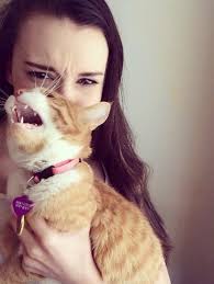 Best of "Picture This Rochester" #dandccats challenge