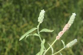 Image result for Sphenoclea zeylanica