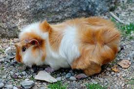 Can You Let Your Guinea Pig Go In The Wild Pocket Sized Pets