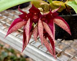 Image result for Bulbophyllum josephi