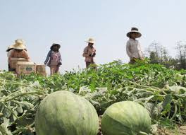 See more of lovely melon on facebook. Melon Market Bounces Back The Myanmar Times