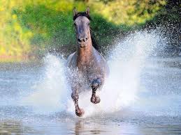 Im galopp schwenkt das pferd immer ein schräg gestelltes beinpaar nach vorn, eines etwas mehr dabei wird auch der linke und rechte galopp unterschieden. Pferde Im Vollen Galopp So Sieht Lebensfreude Aus