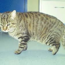 Carpal tunnel syndrome (cts) is a medical condition due to compression of the median nerve as it travels through the wrist at the carpal tunnel. Pdf Autogenous Free Pad Grafts To Reconstruct A Weight Bearing Surface In A Cat