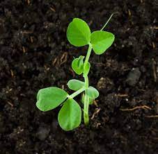 Sugar snap peas have a thicker shell than snow peas, and they are also plumper. Peas Seed Starting Tips