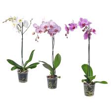 Maybe you would like to learn more about one of these? Phalaenopsis Planta Orquidea 1 Tallo Colores Variados Ikea