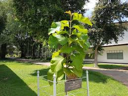 Image result for Tectona