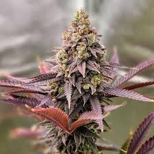 Maybe you would like to learn more about one of these? Genetics E T H O S