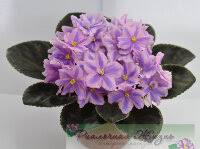 Luscious, medium purple and frilled, pansy shaped, double blooms, are center striped with white. Psychedelic Moon