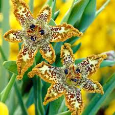 Image result for Ferraria