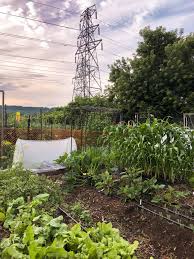 While there is no way to stop them from going big, you can control the sprawl by growing them up a structure. It S Zucchini Season How You Ve Been Growing Them All Wrong