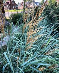 Image result for Sorghastrum