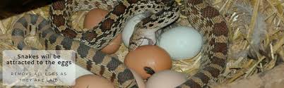 Tropical america and the west indies. How Do I Keep Snakes Out Of My Chicken Coop