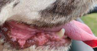 How To Control Lip Fold Dermatitis In Dogs Fidose Of Reality
