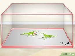 How To Set Up A Green Anole Tank 13 Steps With Pictures