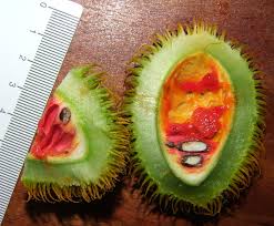 Image result for Momordica corymbifera