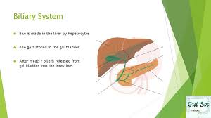 Loss of patency of this conduit is incompatible with life, in the neonate or at any other time in life. Liver Gallbladder Biliary Tree Ryan Gutsoc Overview Liver