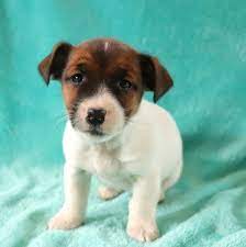 Jack Russell Terrier Puppy For Sale In Gap Pa Adn 71758 On Puppyfinder Com Gender Female Age Jack Russell Terrier Puppies Jack Russell Terrier Jack Russell