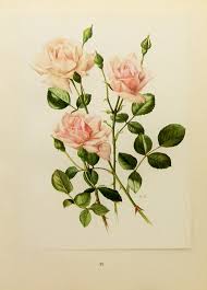 Exclusive trade pricing on request. Pale Pink Roses Art Vintage Flower Book Print 1960s Botanical Wall Decor New Dawn No 11 Rose Art Vintage Botanical Prints Botanical Illustration Vintage