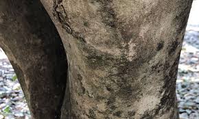 Image result for Craibia