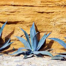 Image result for Agave americana